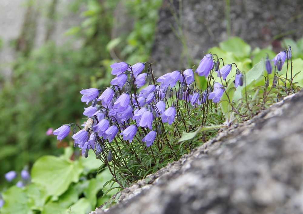 Image of Campanula cochleariifolia specimen.