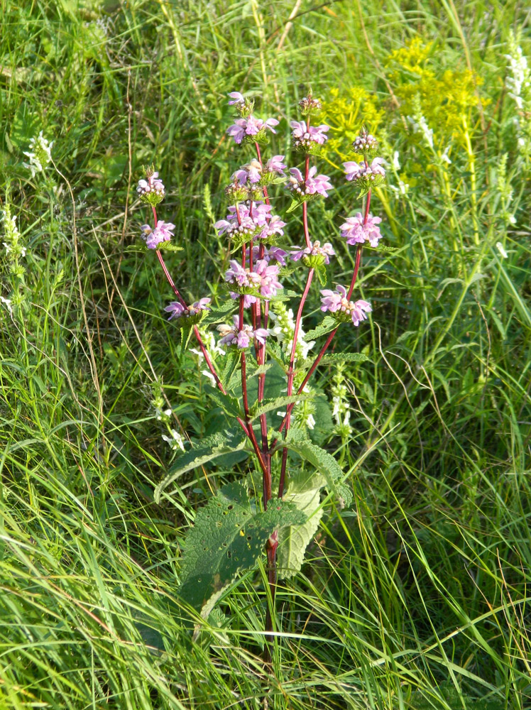 Изображение особи Phlomoides tuberosa.