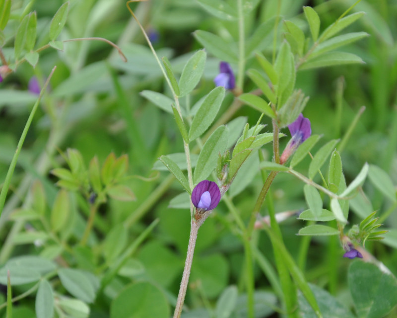 Изображение особи Vicia olbiensis.