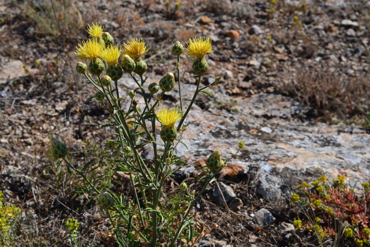 Image of Centaurea salonitana specimen.