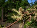 Morus alba. Часть ветви с женскими соцветиями. Ростовская обл., дельта Дона, хутор Узяк. 03.05.2012.