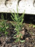 Lepidium densiflorum. Цветущее и плодоносящее растение на железнодорожной насыпи. Окр. Томска, 17 июня 2012 г.