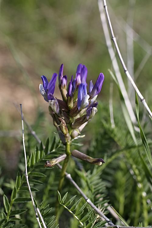 Изображение особи Astragalus masenderanus.