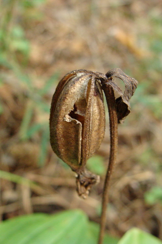 Image of Cypripedium guttatum specimen.