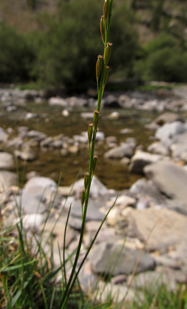 Image of Triglochin palustris specimen.