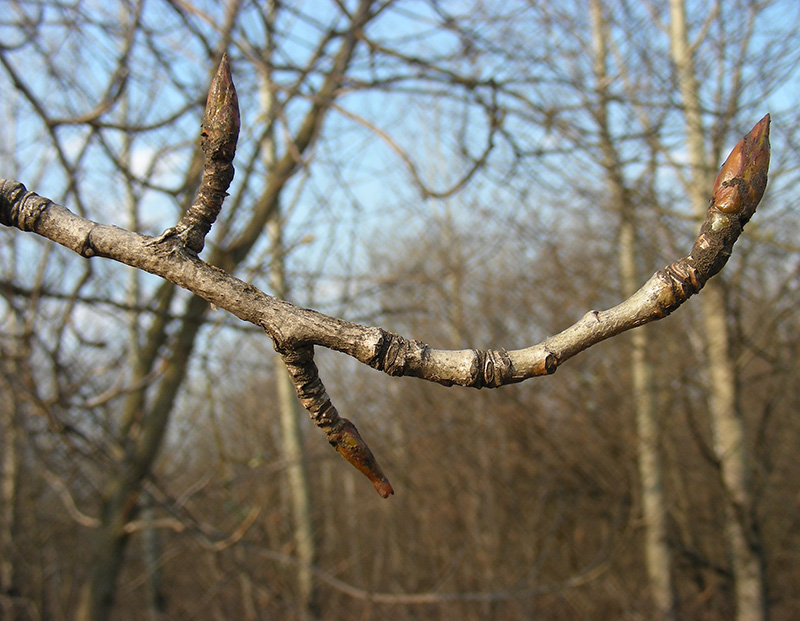 Image of Populus tremula specimen.