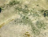 Zannichellia repens. Растение с сильно разветвленным корневищем. Астраханская обл., Харабалинский р-н, р. Ахтуба в районе паромной переправы. 12.08.2012.