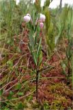 Andromeda polifolia. Повторно зацветшее растение с незрелым плодом. Тверская обл., Жарковский р-н, болото Пелецкий Мох. 29.08.2012.