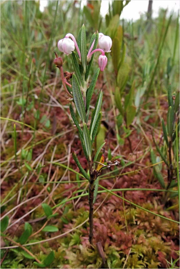 Изображение особи Andromeda polifolia.