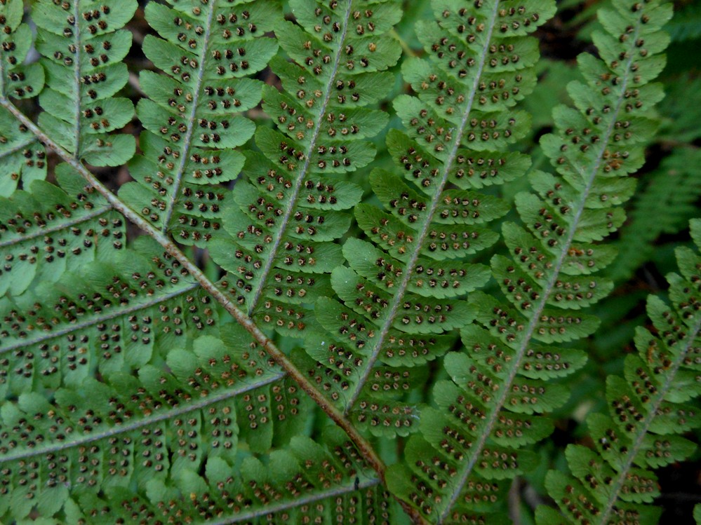 Изображение особи Dryopteris crassirhizoma.