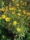 Coreopsis lanceolata. Цветущие и плодоносящие растения. Австрия, Вена, парк Ратхаус. 10.09.2012.