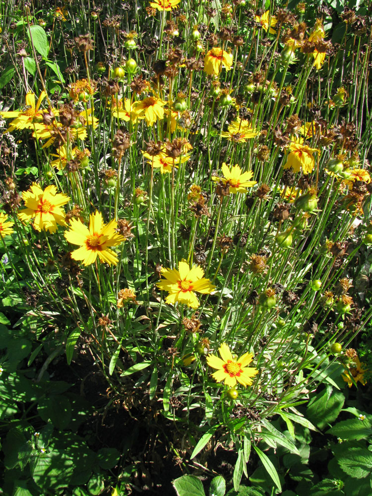 Image of Coreopsis lanceolata specimen.