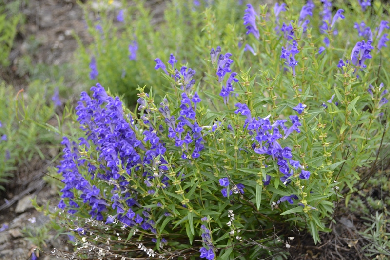 Изображение особи Scutellaria baicalensis.