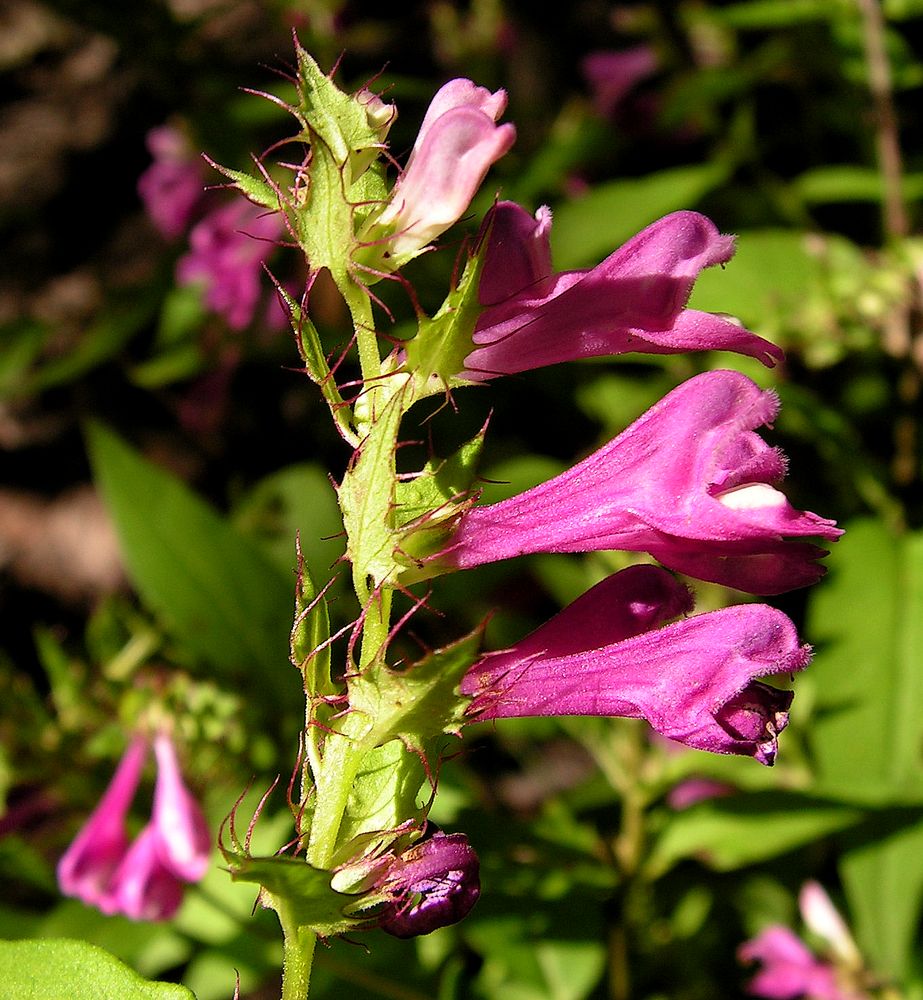 Image of Melampyrum roseum specimen.