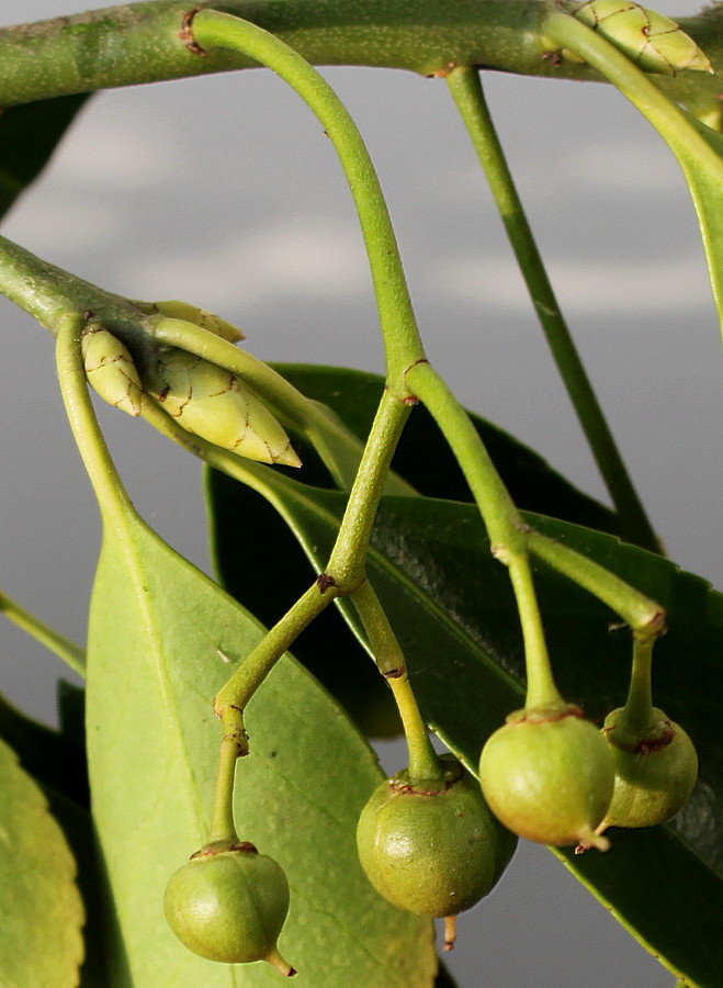 Изображение особи Euonymus fortunei.