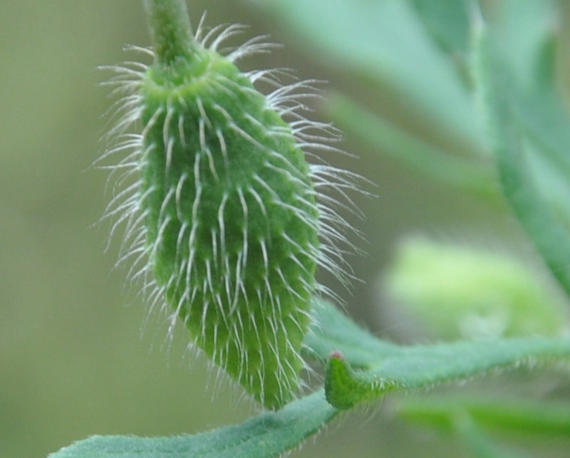 Image of Papaver lecoqii specimen.