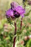 Cirsium simplex. Верхушка растения с соцветиями. Республика Адыгея, плато Лаго-Наки. 25.07.2012.