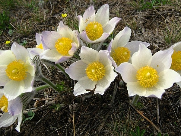 Изображение особи Pulsatilla uralensis.