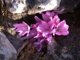 Colchicum feinbruniae. Цветущие растения. Israel, Golan Heights, Reches Chezka. 07.10.2006.