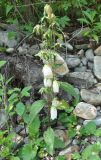 Campanula punctata. Цветущее растение. Приморье, Сихотэ-Алинь, долина р. Заболоченная. 08.08.2012.