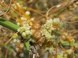 Cuscuta campestris. Побеги с цветками и плодами. Украина, Запорожская обл., Запорожский р-н, возле трассы на Днепропетровск. 28.08.2009.