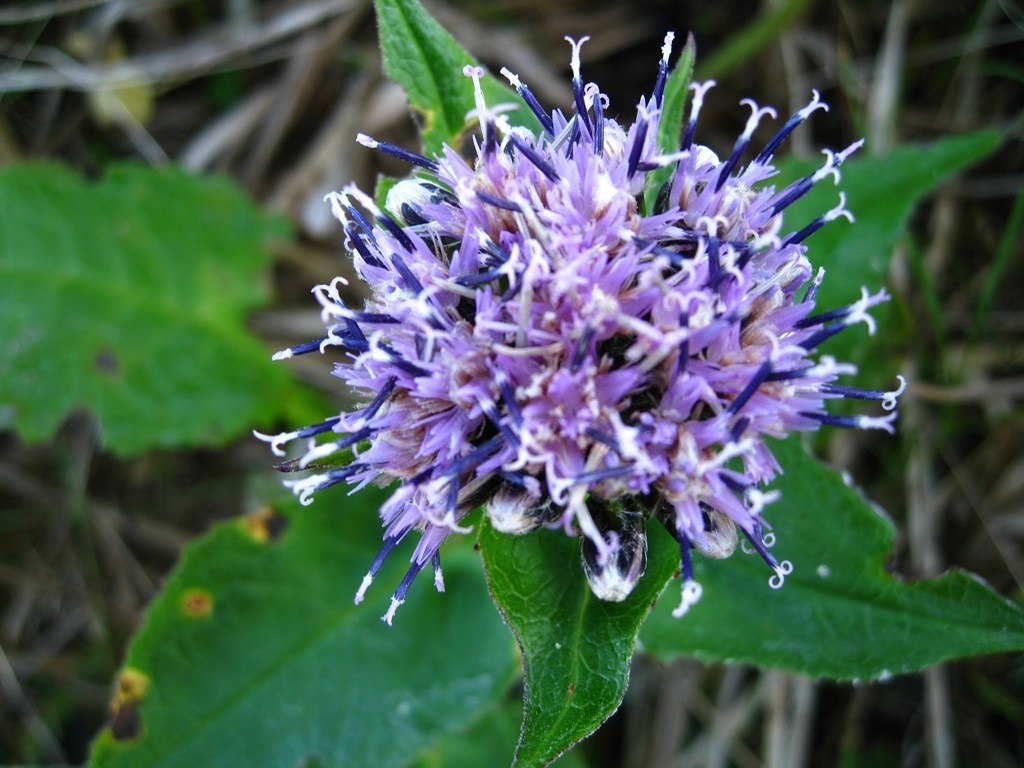 Image of Saussurea riederii specimen.