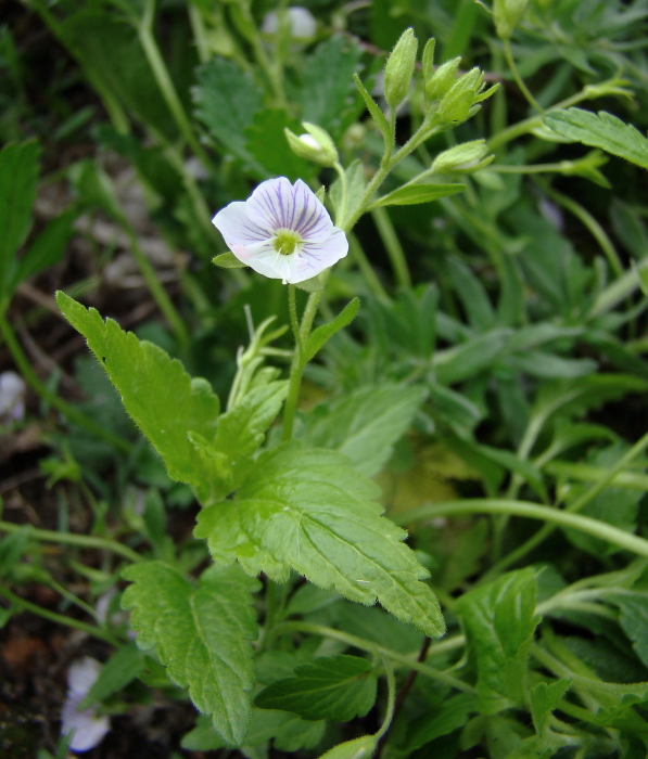 Image of Veronica peduncularis specimen.