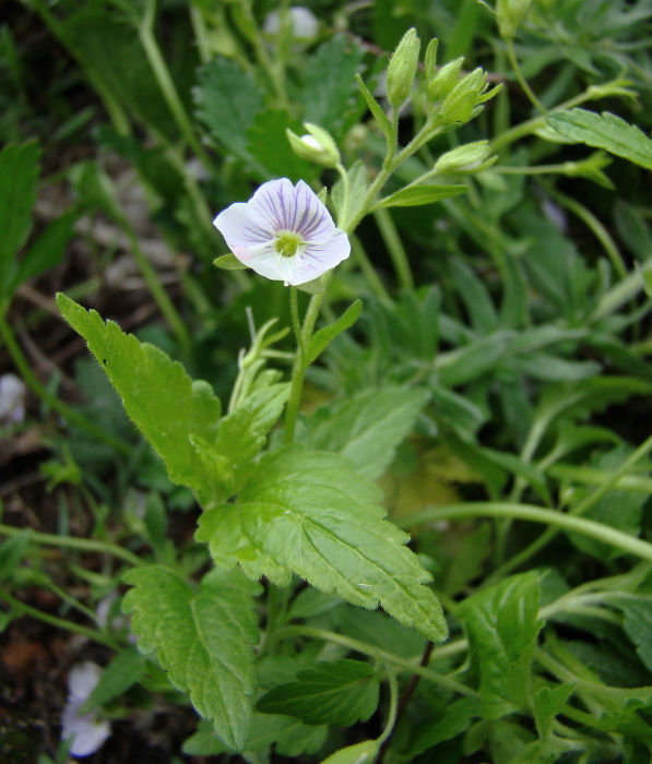 Изображение особи Veronica peduncularis.