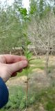 Euphorbia oxyodonta. Сорванное цветущее и плодоносящее растение. Израиль, Северный Негев, лес Лаав. 25.02.2013.