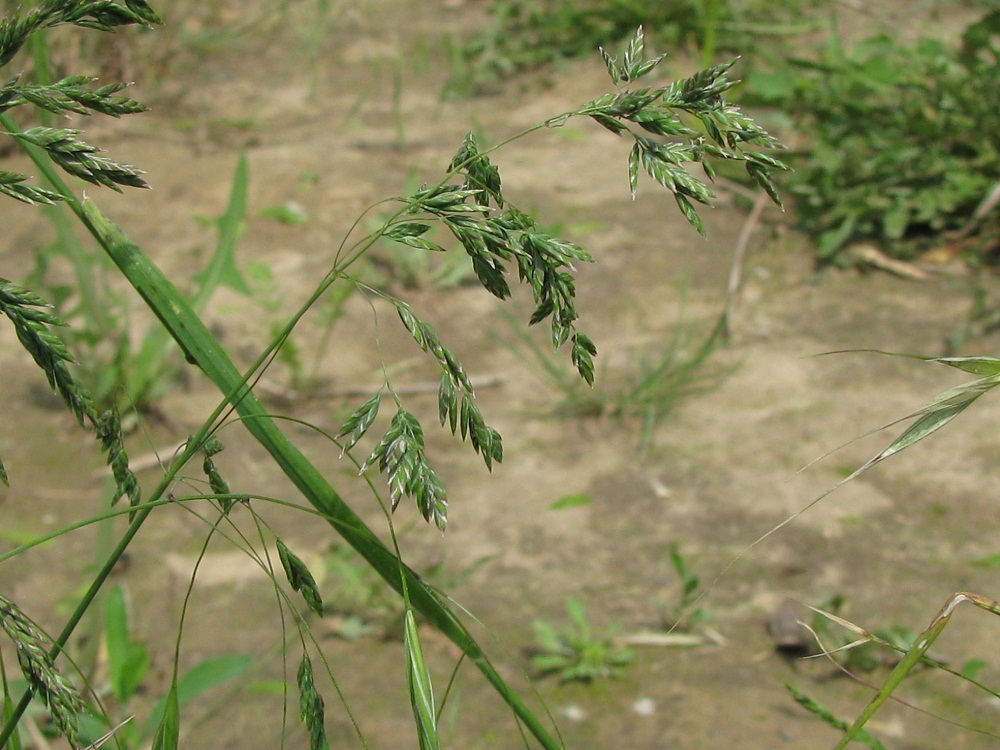 Image of genus Poa specimen.