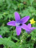 Campanula patula. Цветок и бутон. Украина, Тернопольская обл., Кременецкий р-н, окр. г. Почаева. 04.06.2012.