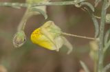 Kickxia scoparia
