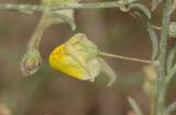 Kickxia scoparia. Плод и цветок (Kickxia spartioides (L. Buch) Janch.). Israel, Nahal Roded, Eilat Mountains. 17 января 2013 г.