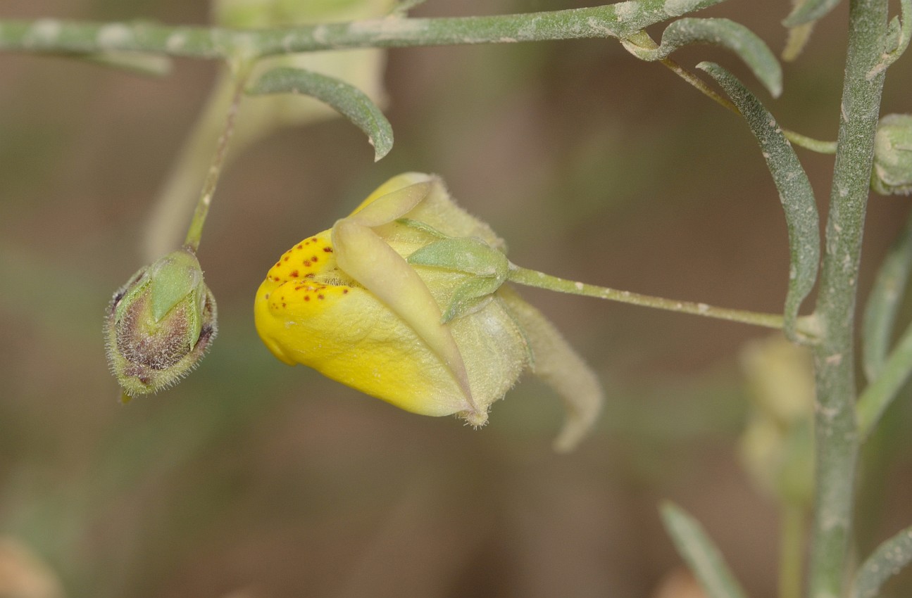 Image of Kickxia scoparia specimen.