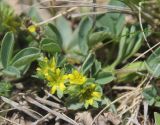 Sibbaldia parviflora