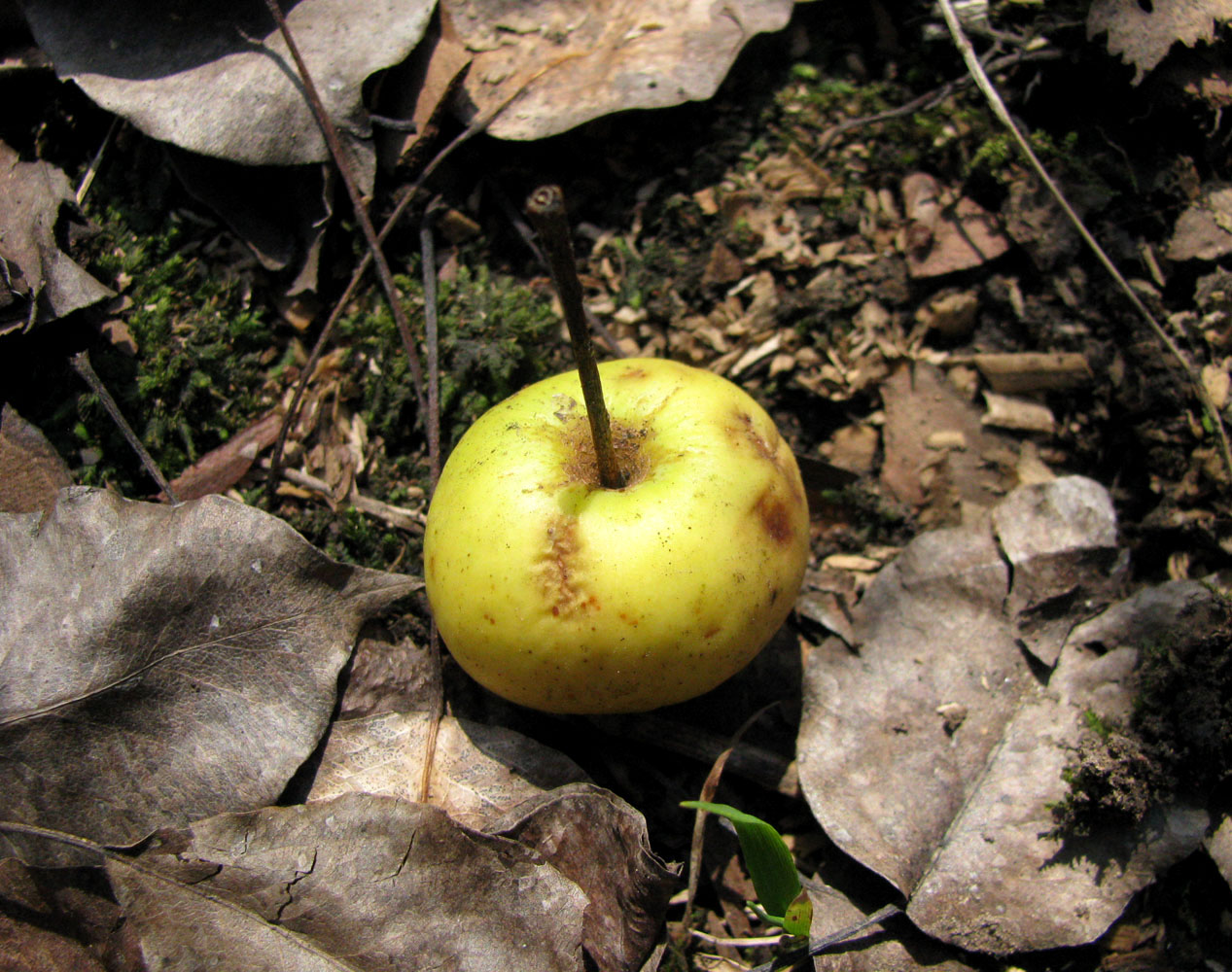 Изображение особи Malus orientalis.