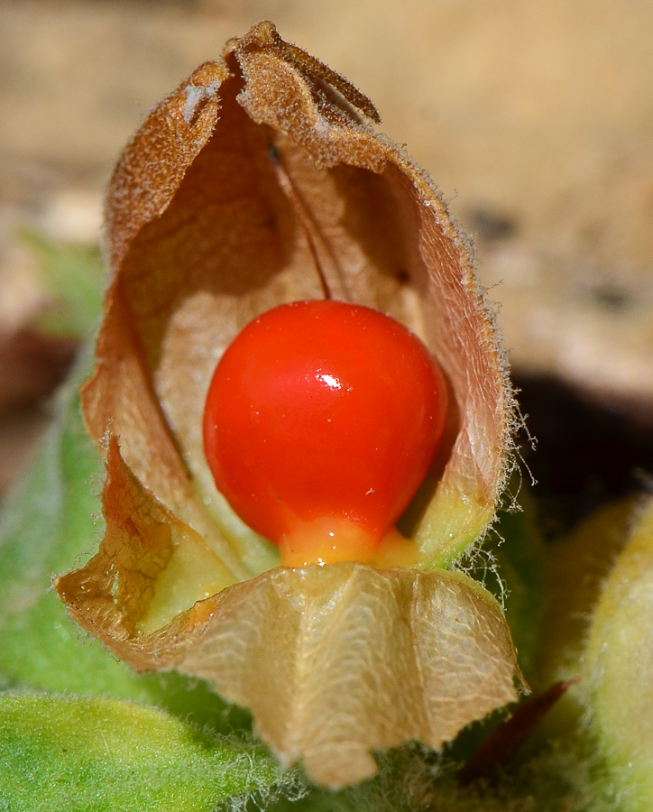 Image of Withania somnifera specimen.