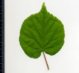 Tilia cordata