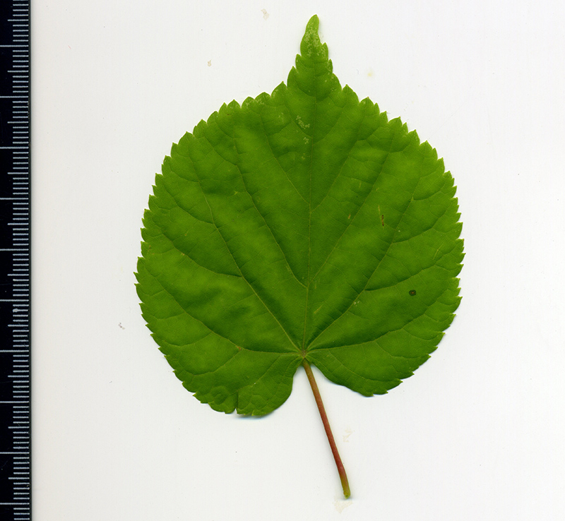 Image of Tilia cordata specimen.