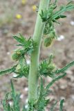 Papaver persicum