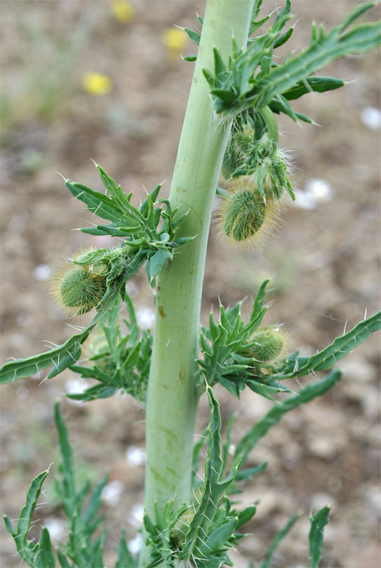 Image of Papaver persicum specimen.