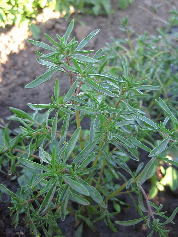 Image of Satureja hortensis specimen.