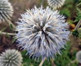 Echinops sphaerocephalus. Соцветие. Краснодарский край, окр. г. Крымск, луг на склоне горы. 03.07.2013.