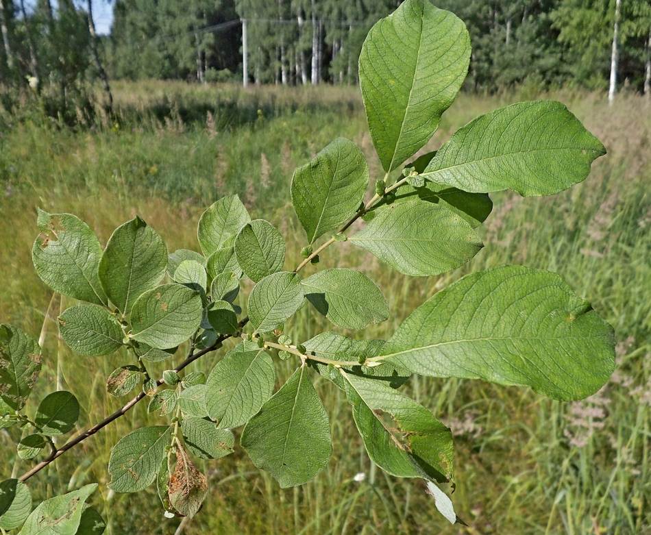 Изображение особи Salix aurita.