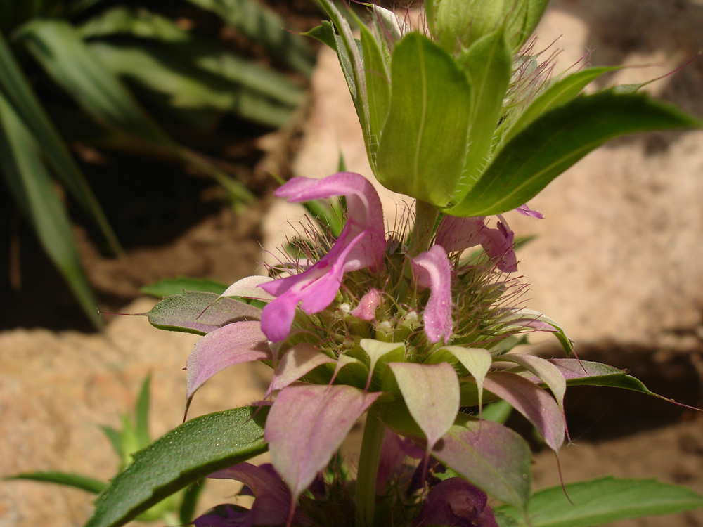 Изображение особи Monarda citriodora.