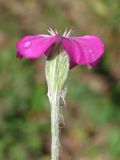 Lychnis coronaria