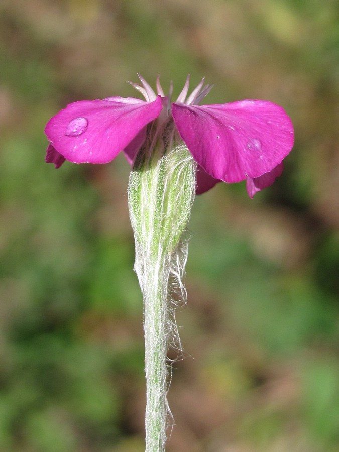 Изображение особи Lychnis coronaria.