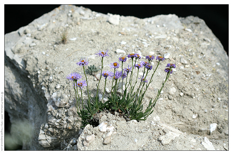 Изображение особи Aster alpinus.