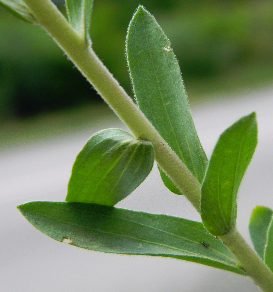 Изображение особи Linum hirsutum.