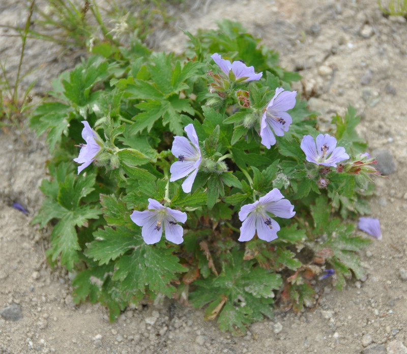 Image of Geranium erianthum specimen.